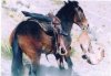 Mule01A.jpg