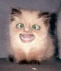 cat1[1].JPG