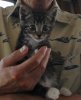 tabbykitten.jpg
