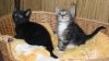 kittensinbasket.jpg