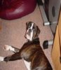lazydog2.jpg