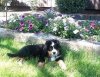 Lyric9 Weeks.jpg