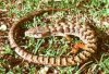 alligator lizard 3.jpg
