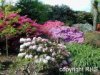 garden%20spring%20shrubbery%20RHS.jpg