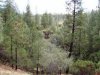 forest.jpg