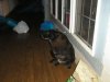 pets 024.jpg