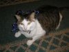 pets 008.jpg