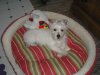 pets 013.jpg