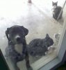 puppy 002.JPG