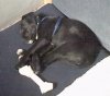 puppy 001.JPG