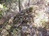 Stones_01a.jpg