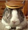 bunnypancake-crop-really small.jpg