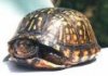 turtle.jpg