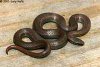 snake.jpg