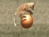 play-fox.gif