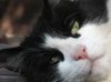 Tux da cat.jpg