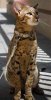 070531_ashera_vmed_1p_widec.jpg