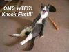 KNOCK FIRST.jpg