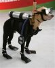 MEXICAN NAVY SEAL.jpg