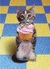 BirthdayCat.jpg