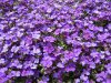 purple-ground-cover.jpg