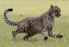 capt.d7a939266b6c408ab079e57321826285.speedy_cheetah_ohcin101.jpg