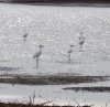 Snowy Egret.jpg
