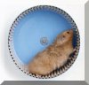 HamsterWheel3D.jpg
