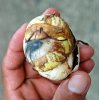 balut.jpg