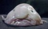 Extremely-ugly-animals-Blobfish.jpg