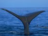 Whale-Tail-Pictures.jpg