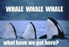 well-well-whale-what-have-we-got-here.jpg
