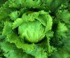 lettuce.jpg