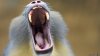 Mandrill Monkey.jpg