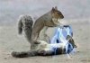 squirrel_electrocuting_me.jpg