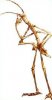 walkingstick.insect.14.jpg