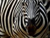 zebra.jpg