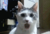 6SwLaOH.gif