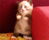 IMG_0779.GIF