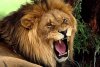 That-Roaring-Lion.jpg