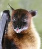 Flying Fox.jpeg