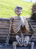 Skelly.png