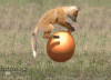 download.gif