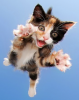 kittty.png