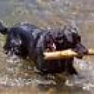 quick dog