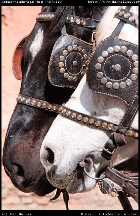 horse-heads-big.jpg