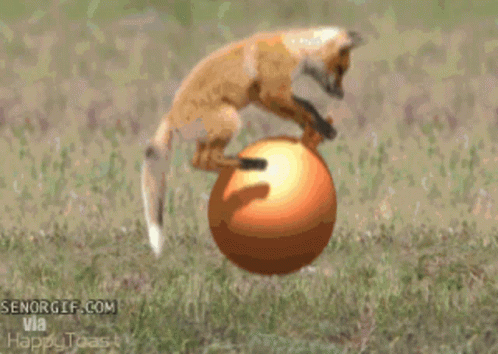 fox-bounce.gif