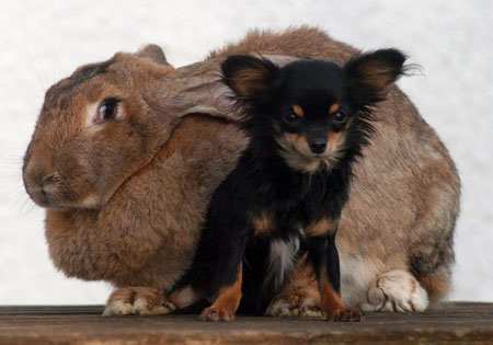 bigbunny_450x315.jpg