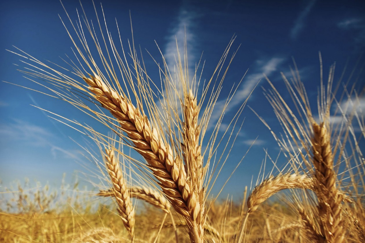 oat-1260x840.jpg
