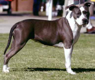 american_staffy_02a.jpg